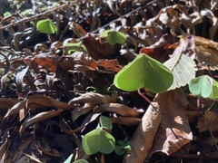 Oxalis oregana