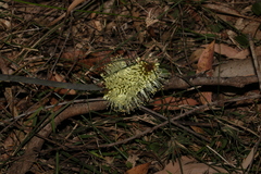 Xanthorrhoea macronema