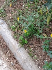 Sonchus tenerrimus