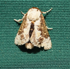 Mecytha fasciata