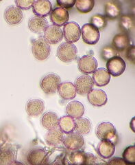 Diderma hemisphaericum