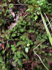 Dendroligotrichum
