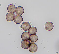 Diderma hemisphaericum