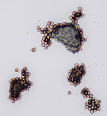 Diderma hemisphaericum