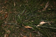 Xanthorrhoea macronema