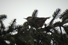 Sitta europaea caesia