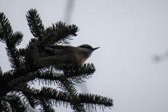 Sitta europaea caesia