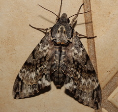 Psilogramma menephron