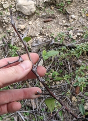 Sideroxylon lanuginosum