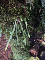 Notogrammitis angustifolia