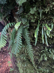 Notogrammitis heterophylla