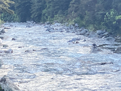 Hymenolaimus malacorhynchos