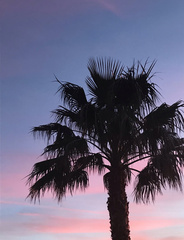 Washingtonia