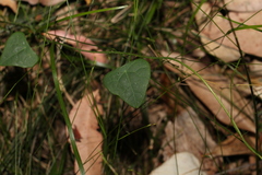 Echinostephia aculeata