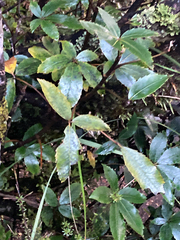 Pseudopanax colensoi