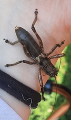 Liparoscelis pallidispina