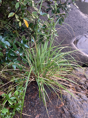 Carex virgata
