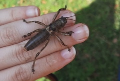 Liparoscelis pallidispina