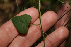 Echinostephia aculeata