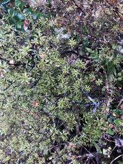 Leucopogon fasciculatus
