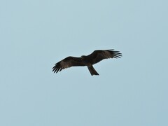 Milvus migrans