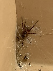 Araneae