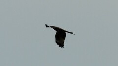 Milvus migrans