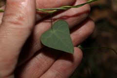 Echinostephia aculeata