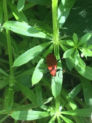 Pyrochroa serraticornis