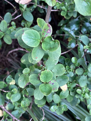 Coprosma foetidissima
