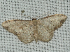 Idaea halmaea