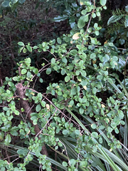 Coprosma foetidissima