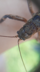 Liparoscelis pallidispina