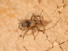 Leptopius tetraphysodes