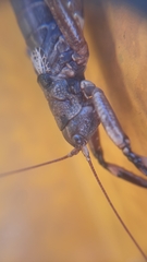 Liparoscelis pallidispina