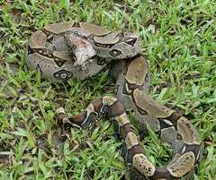 Boa constrictor