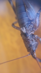 Liparoscelis pallidispina