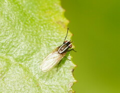 Poecilohetaerus aquilus