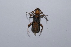 Phymatodes testaceus