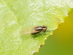 Poecilohetaerus aquilus