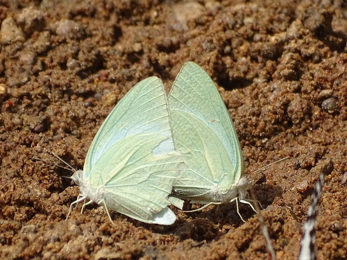 African Migrant