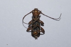 Phymatodes testaceus