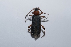 Phymatodes testaceus