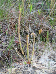 Drosera filiformis