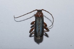 Phymatodes testaceus
