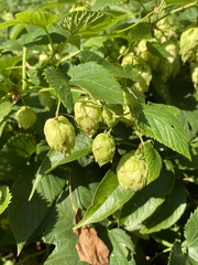 Humulus