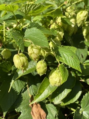Humulus