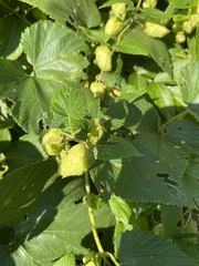 Humulus