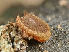 Ascobolus carbonarius