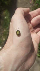 Calligrapha polyspila